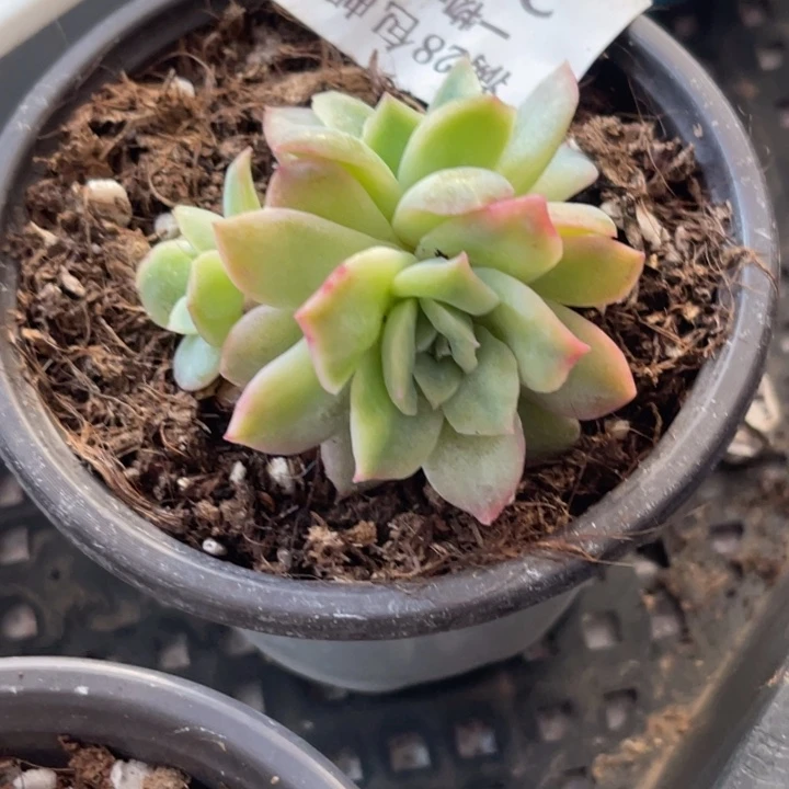 泡泡纱裙391多肉植物