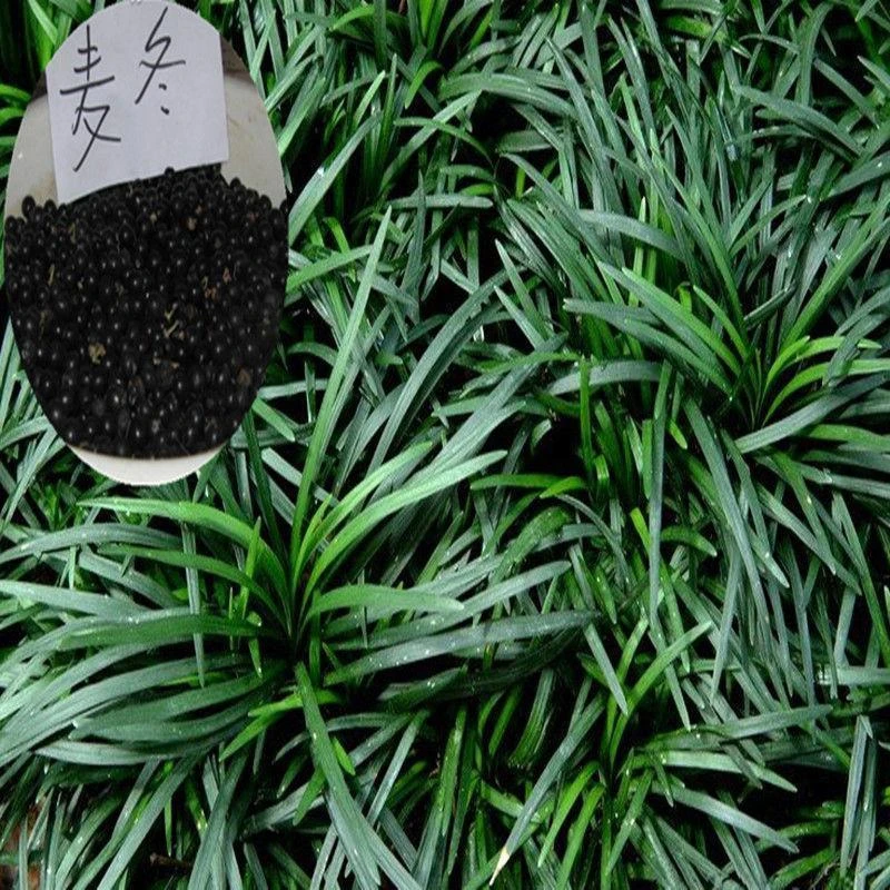新采麦冬草种子 玉龙草种子 金边麦冬 草籽 日本矮麦冬草种子耐寒