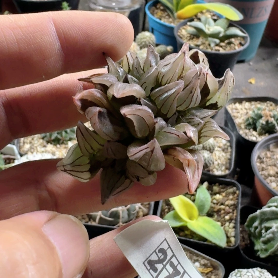 279西瓜寿脱土发货