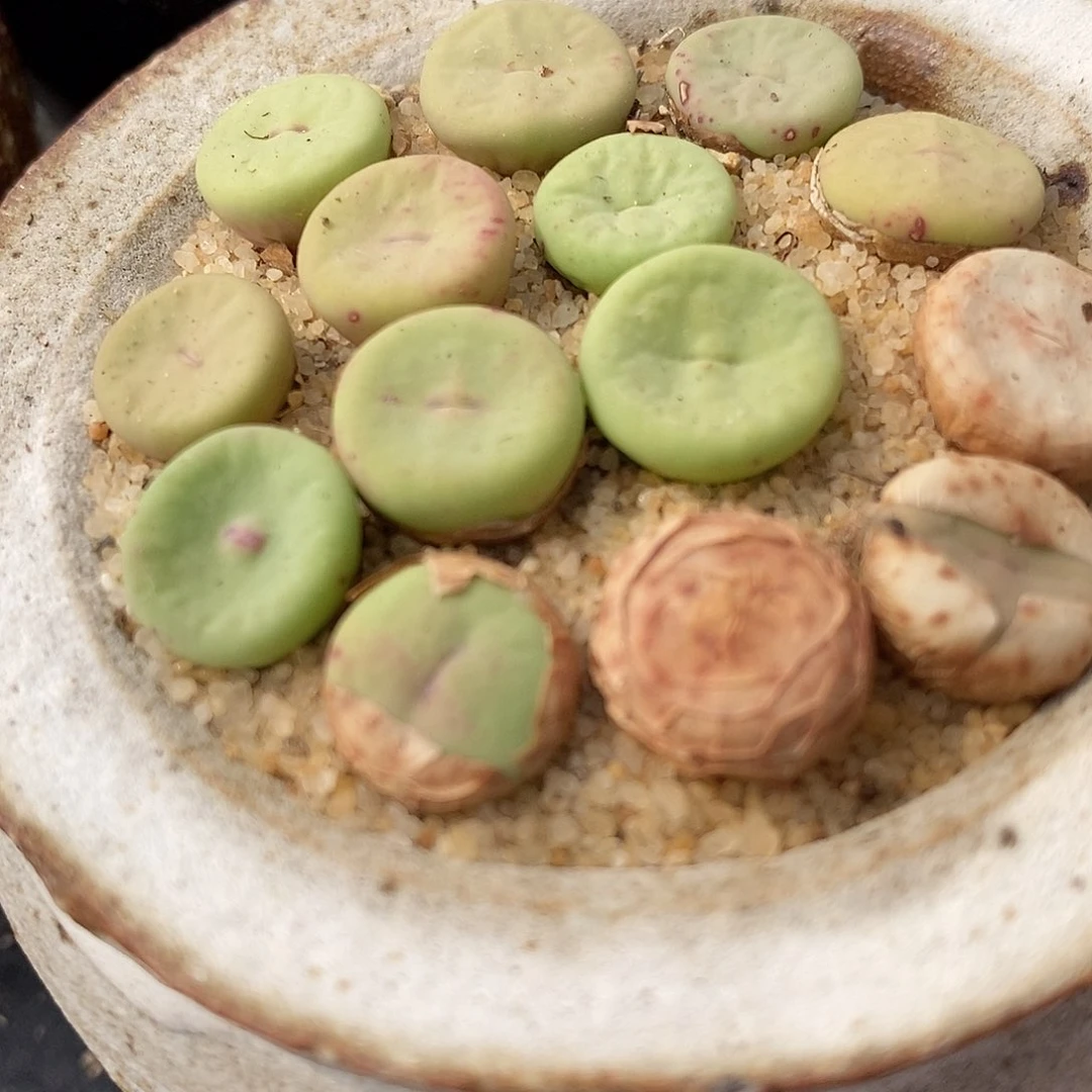 透明嘴小红嘴一颗