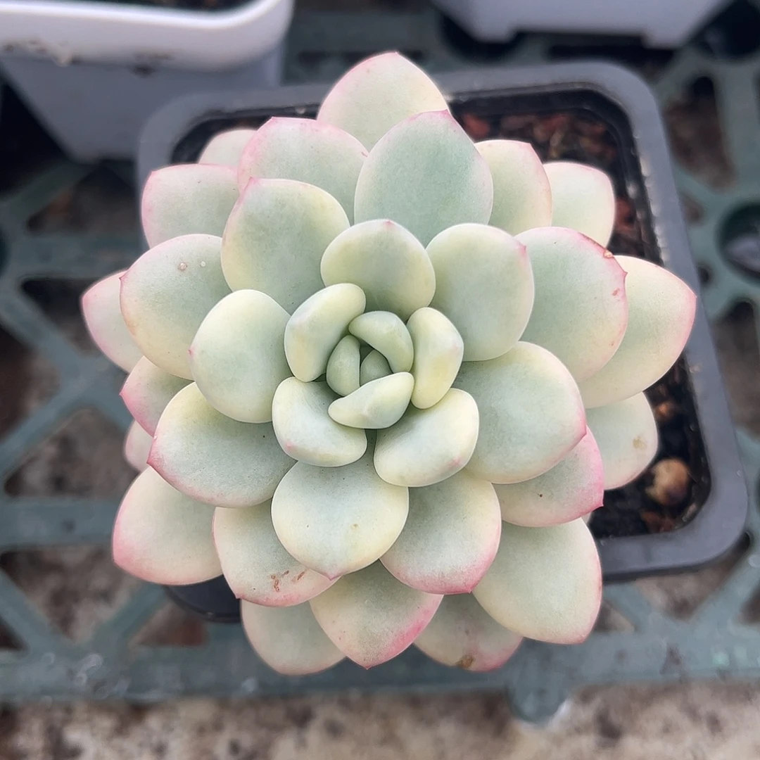 香水锦 带桩子 一物一拍