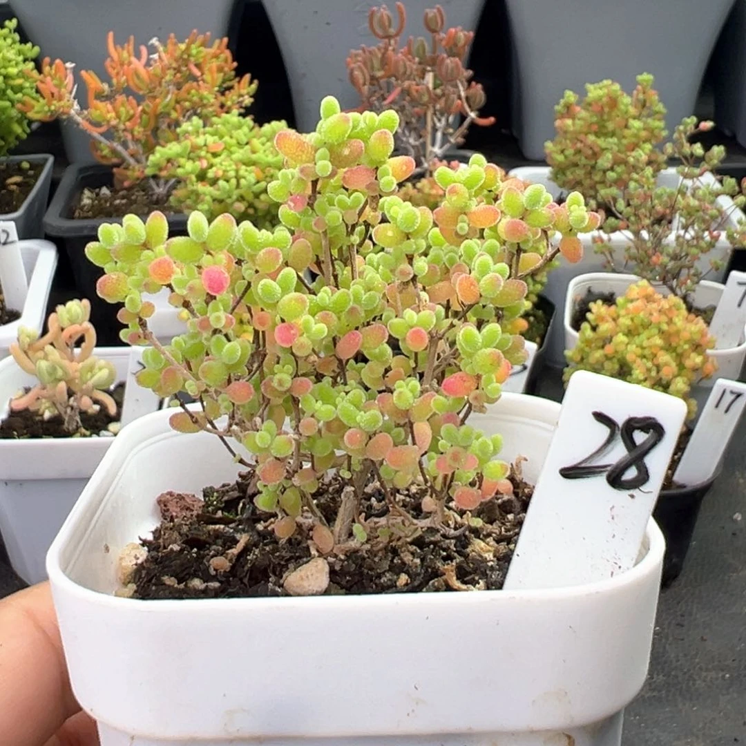 彩蜜橘糖球28号6.5厘米盆