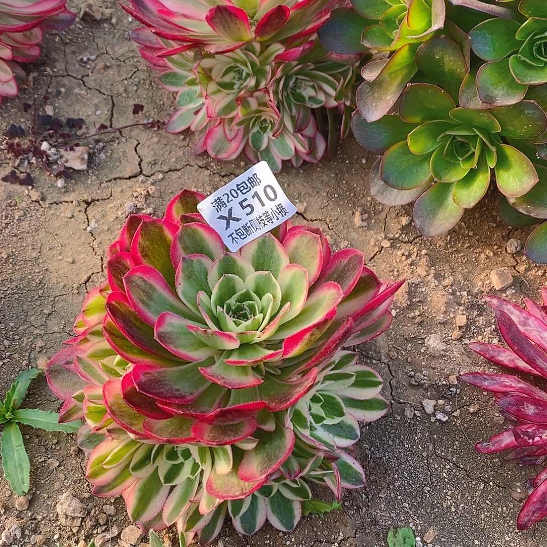 510玉姿多肉法师锦多肉