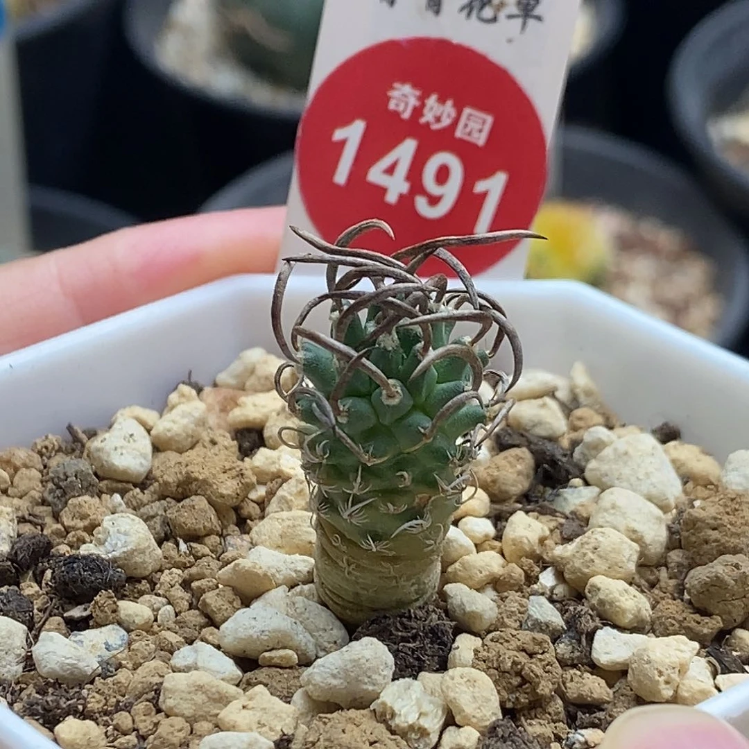 实生碳刺升龙丸娇丽1.5cm