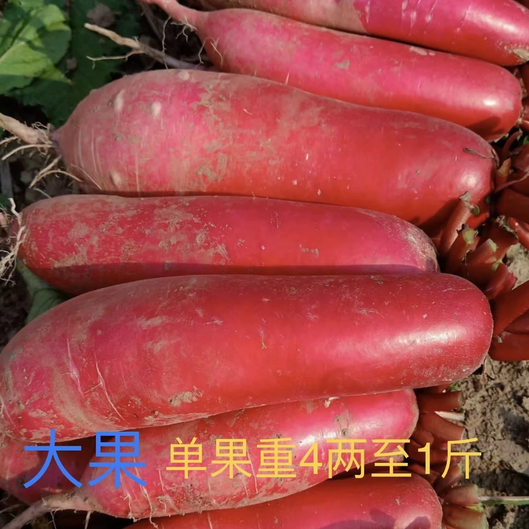 农家自种红皮萝卜新鲜萝卜现挖现发凉拌泡菜时令蔬菜5斤包邮