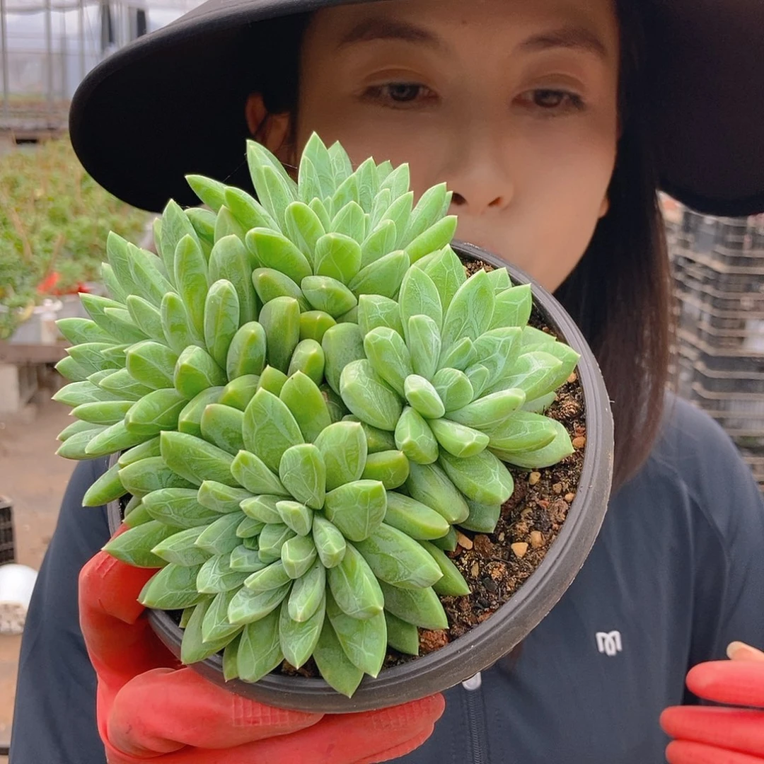水晶萝莉群4头随机