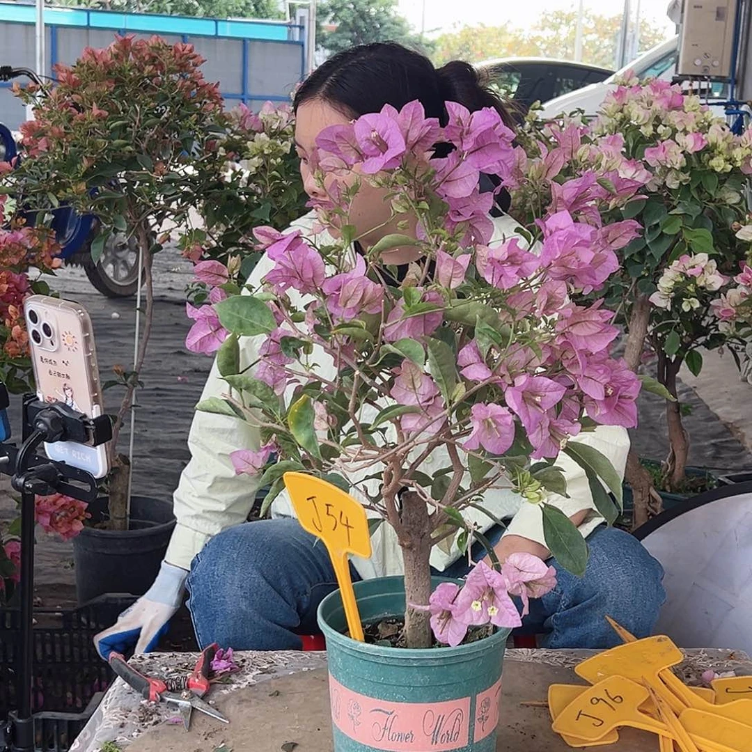 静****大部分花苞少量开放J54赛佛里