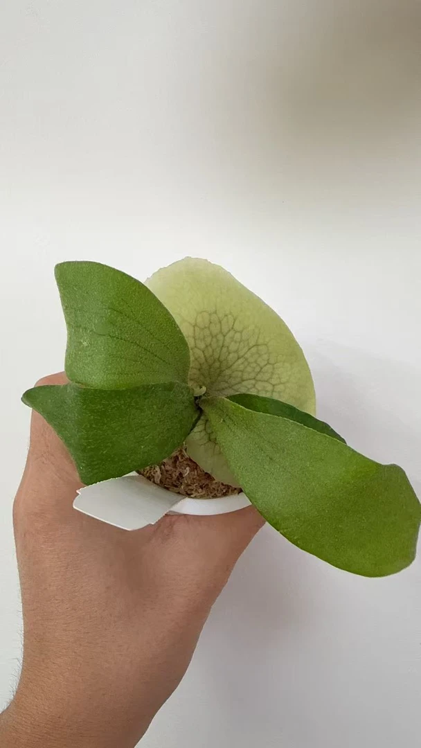 DW鹿角蕨孢子苗8cm盆苗