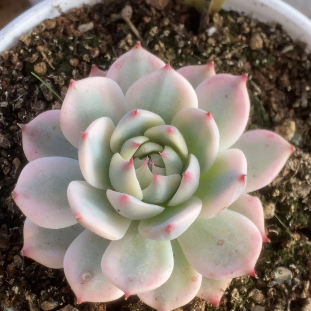 531吉娃娃锦锦锦锦锦锦