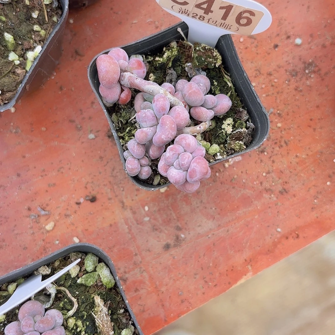 用***4C416腰子蛋一物一拍