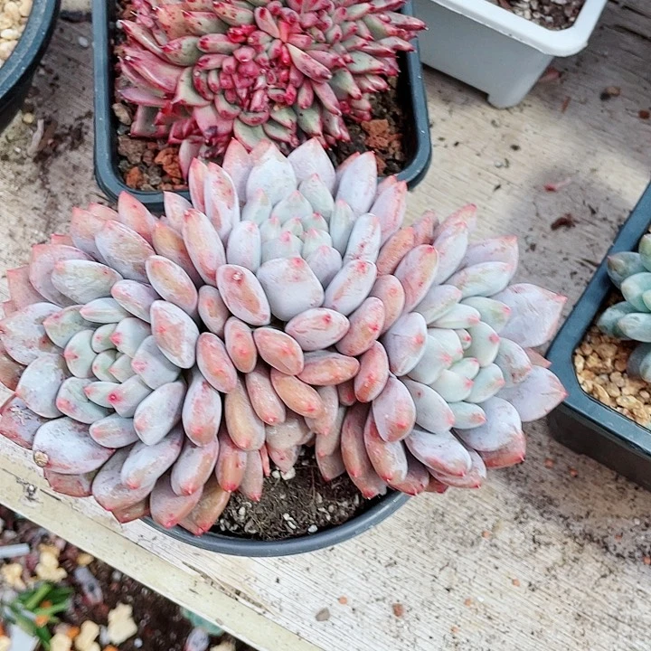 半夏32一盆558569888