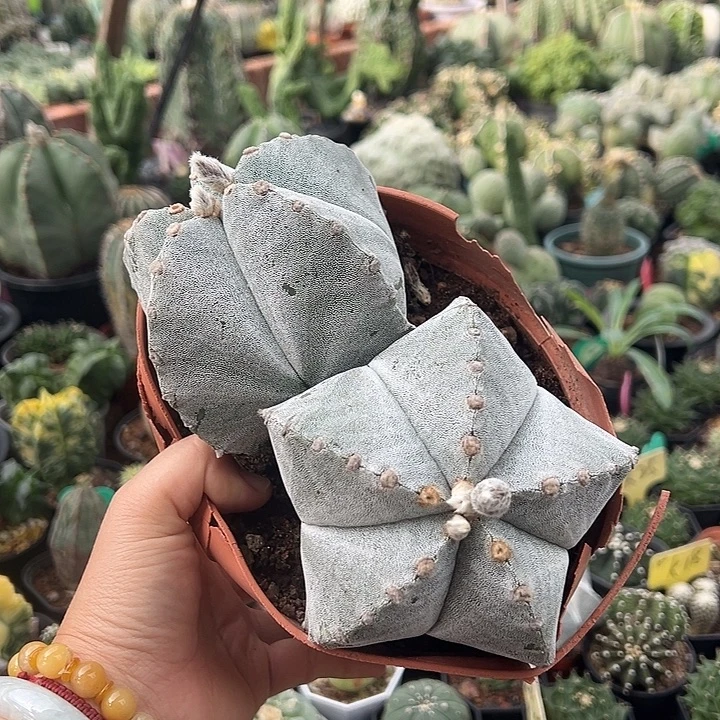 无花朵起咯啦咯啦咯是来咯我下午