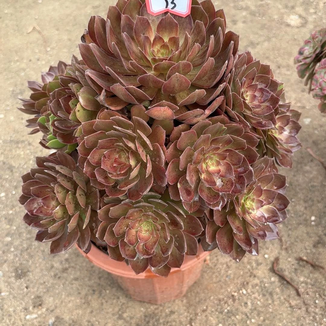 全部花朵13万灰多肉植物