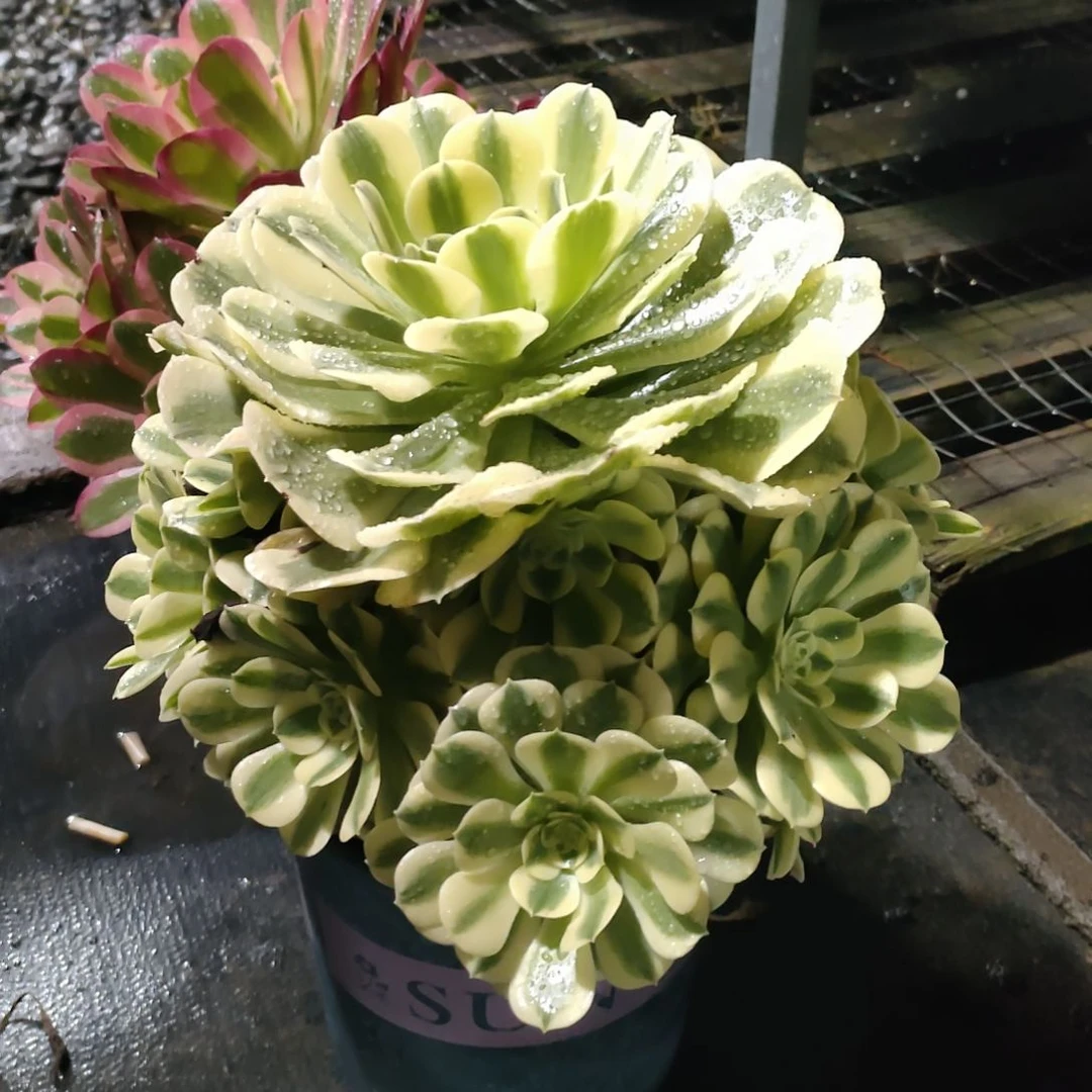 我****️多肉法师锦绿豆沙