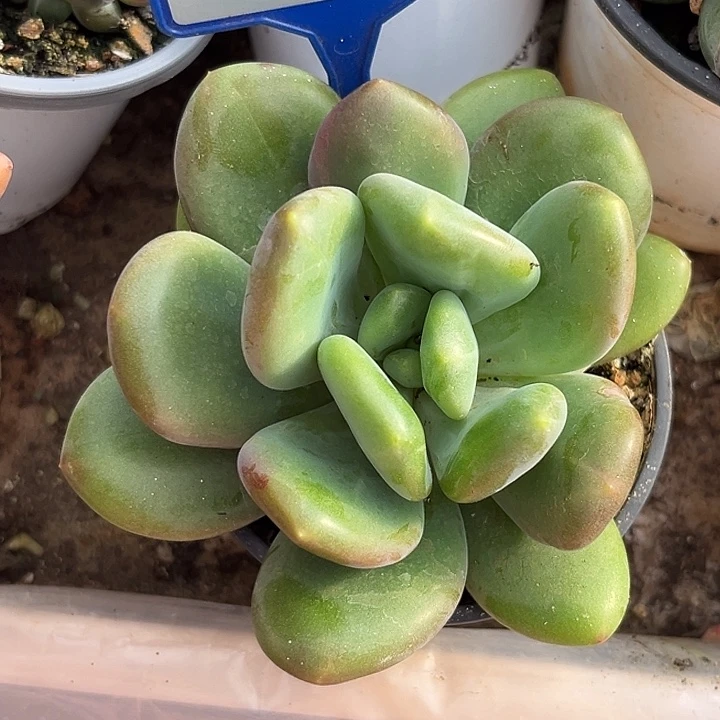 X系列一物一拍112