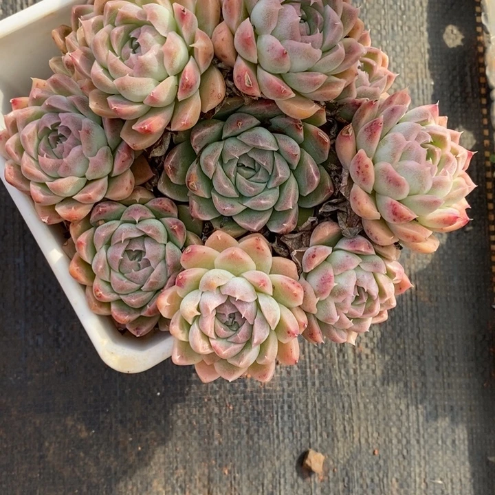 红***瑚1090杂交老桩基地～15厘米