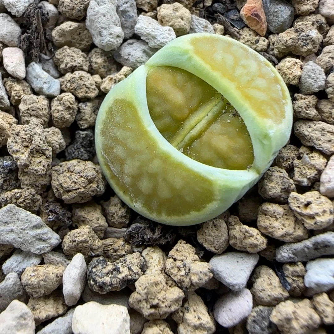 绿菊福利满30包邮发货