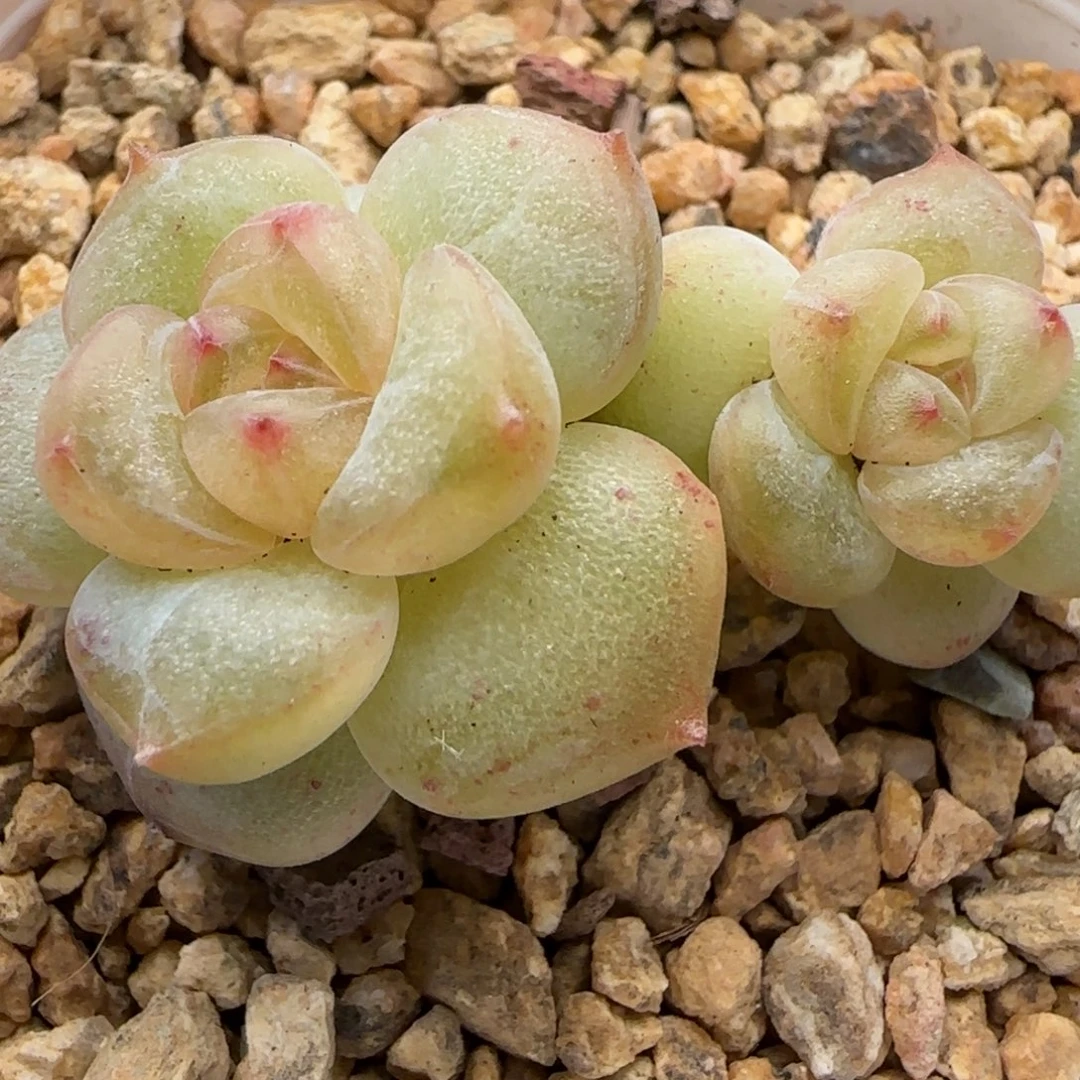 *****【满29包邮非偏远】679不保整