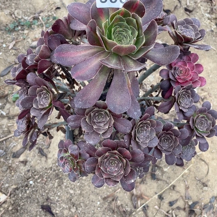 无花朵803多肉植物晚霞