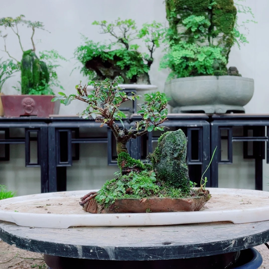 无铅玻璃铁线蕨等植物的生长发育和生长