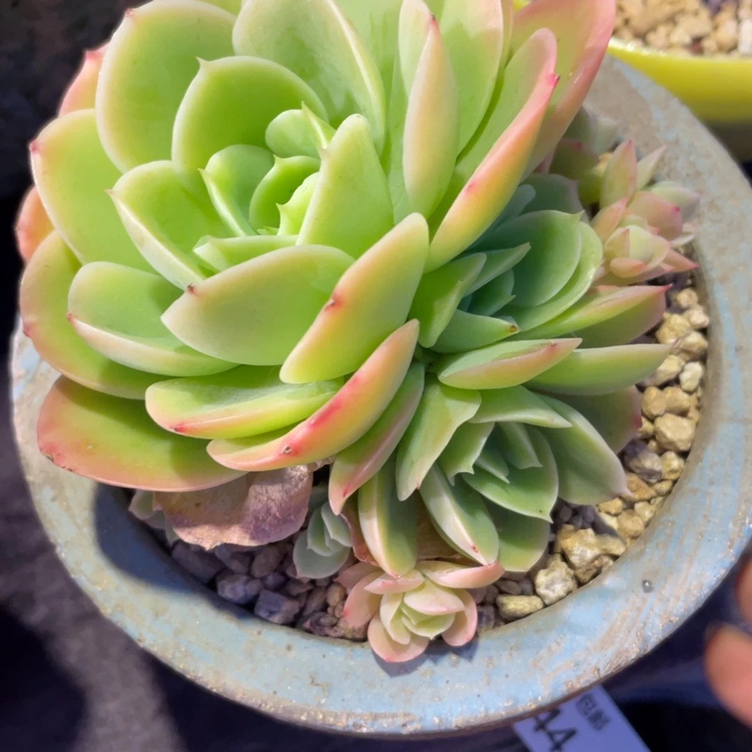 社****星呐塔群生多肉植物