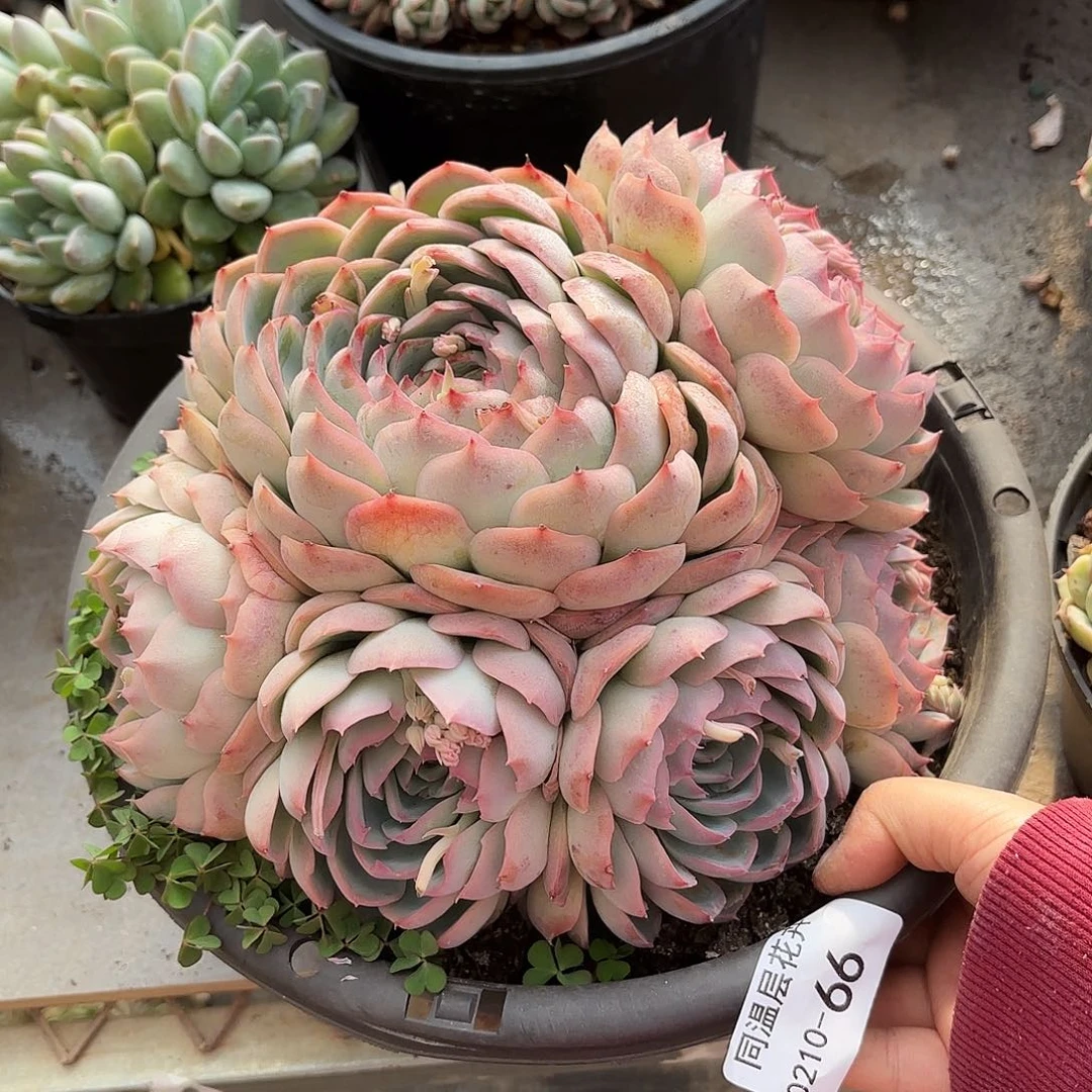 同温层多肉侧影66