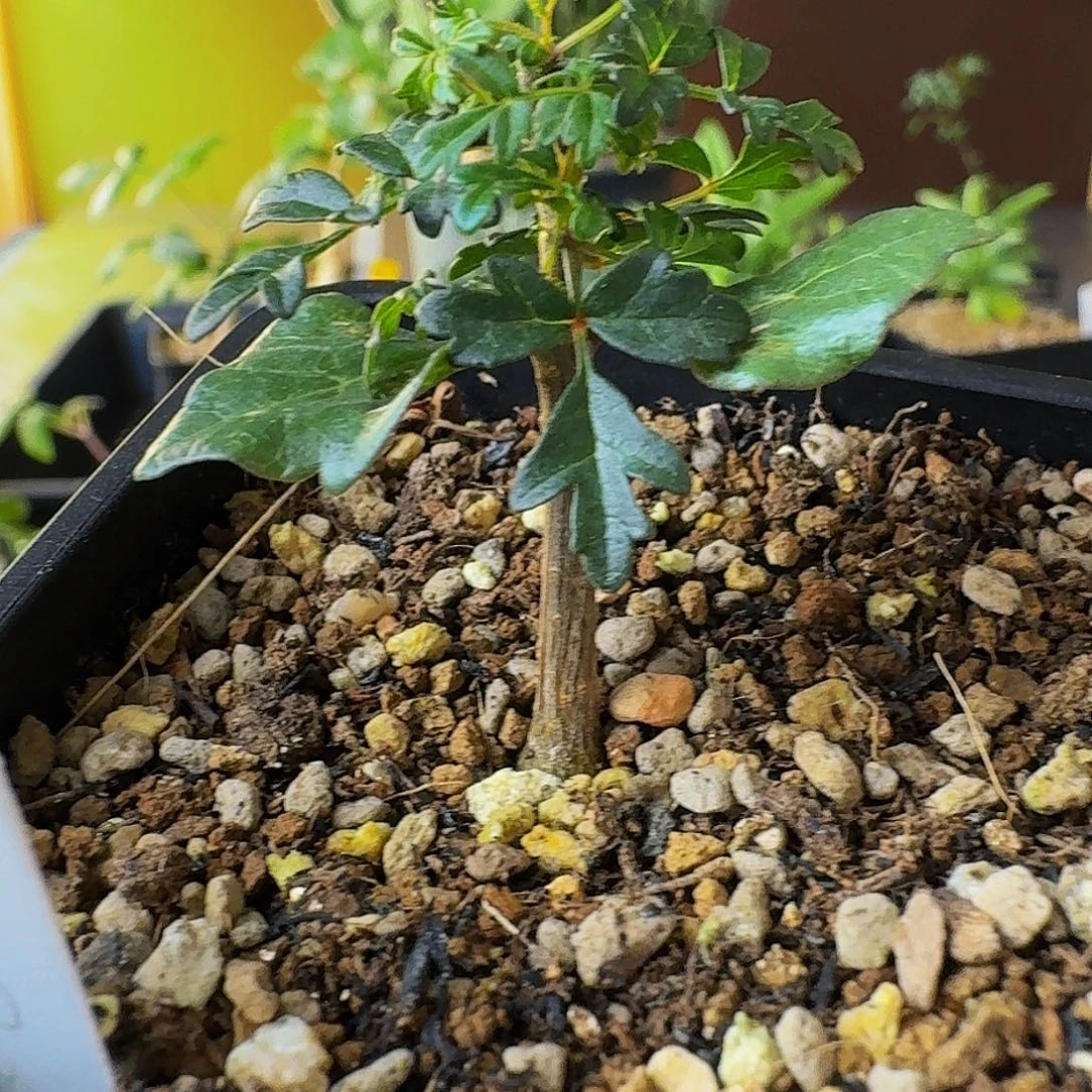 特价 实生索科特拉小叶没药带盆土顺丰空运包邮