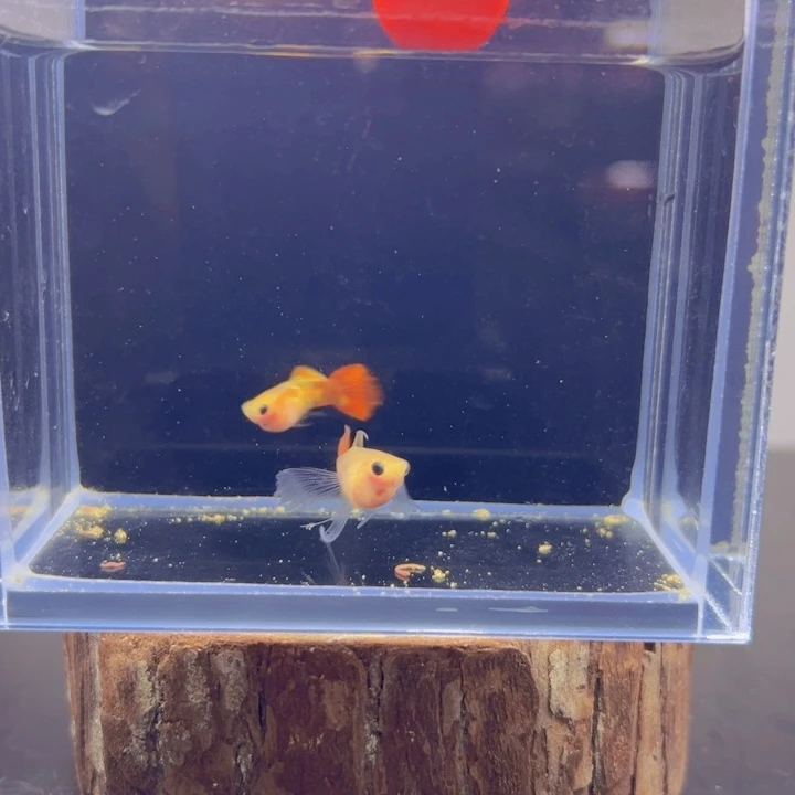 孔雀鱼玻璃猫孔雀鱼17