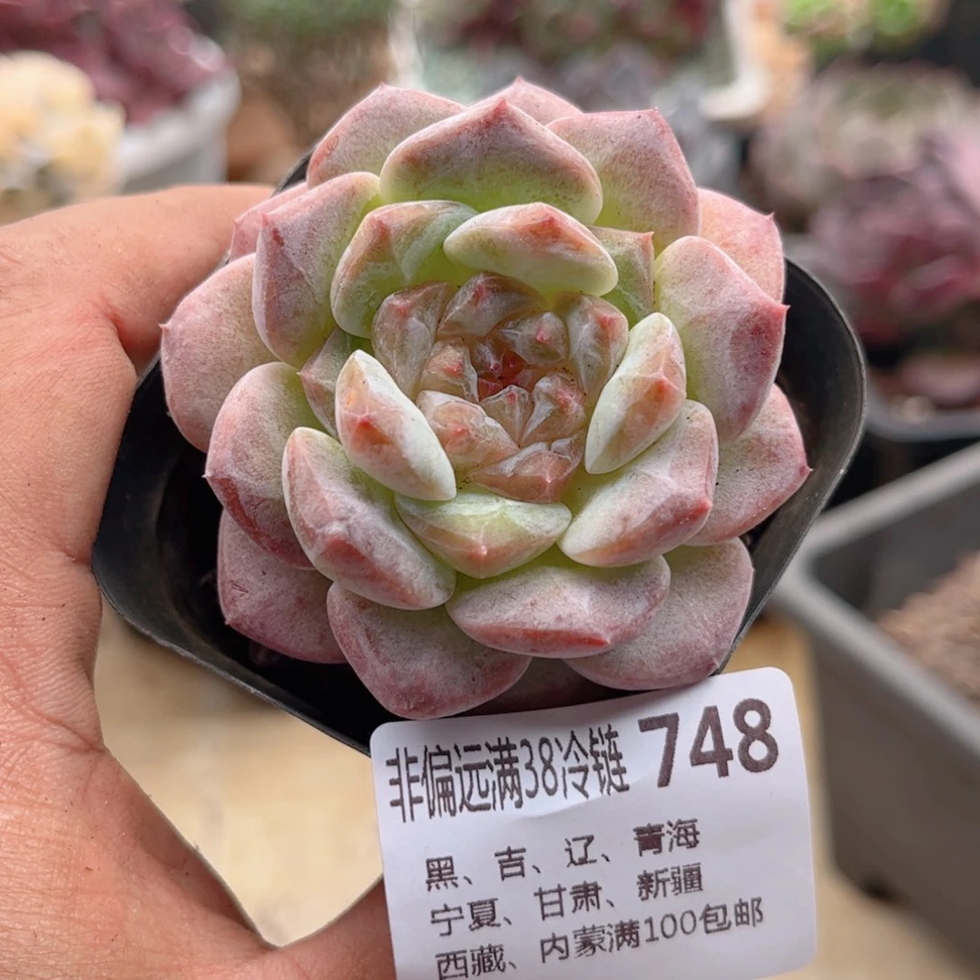 748糖心新品德华多肉