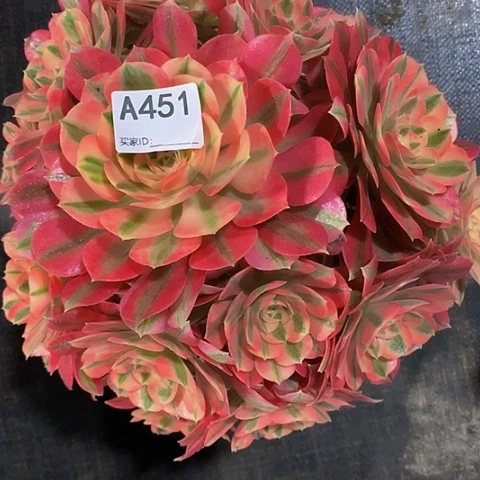 粉女巫451脱土发货