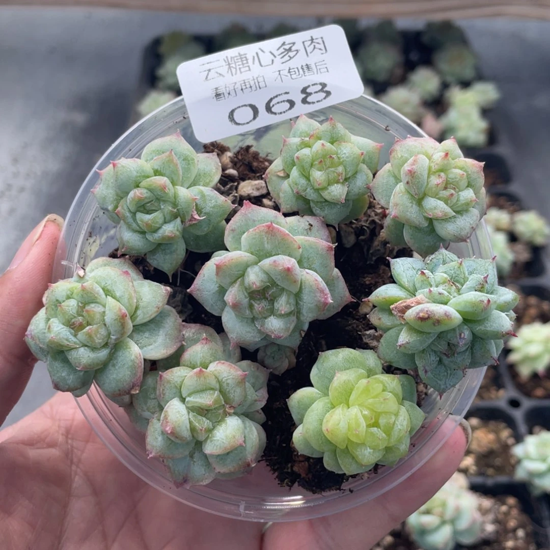 B****云糖心多肉植物68