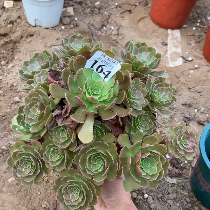 164黑魔大手捧1号棚