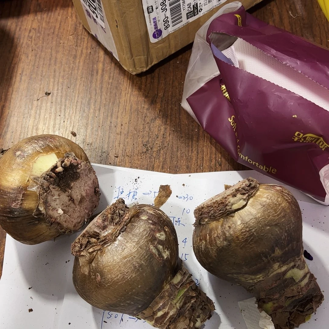 用***3朱顶红561巨大开花球