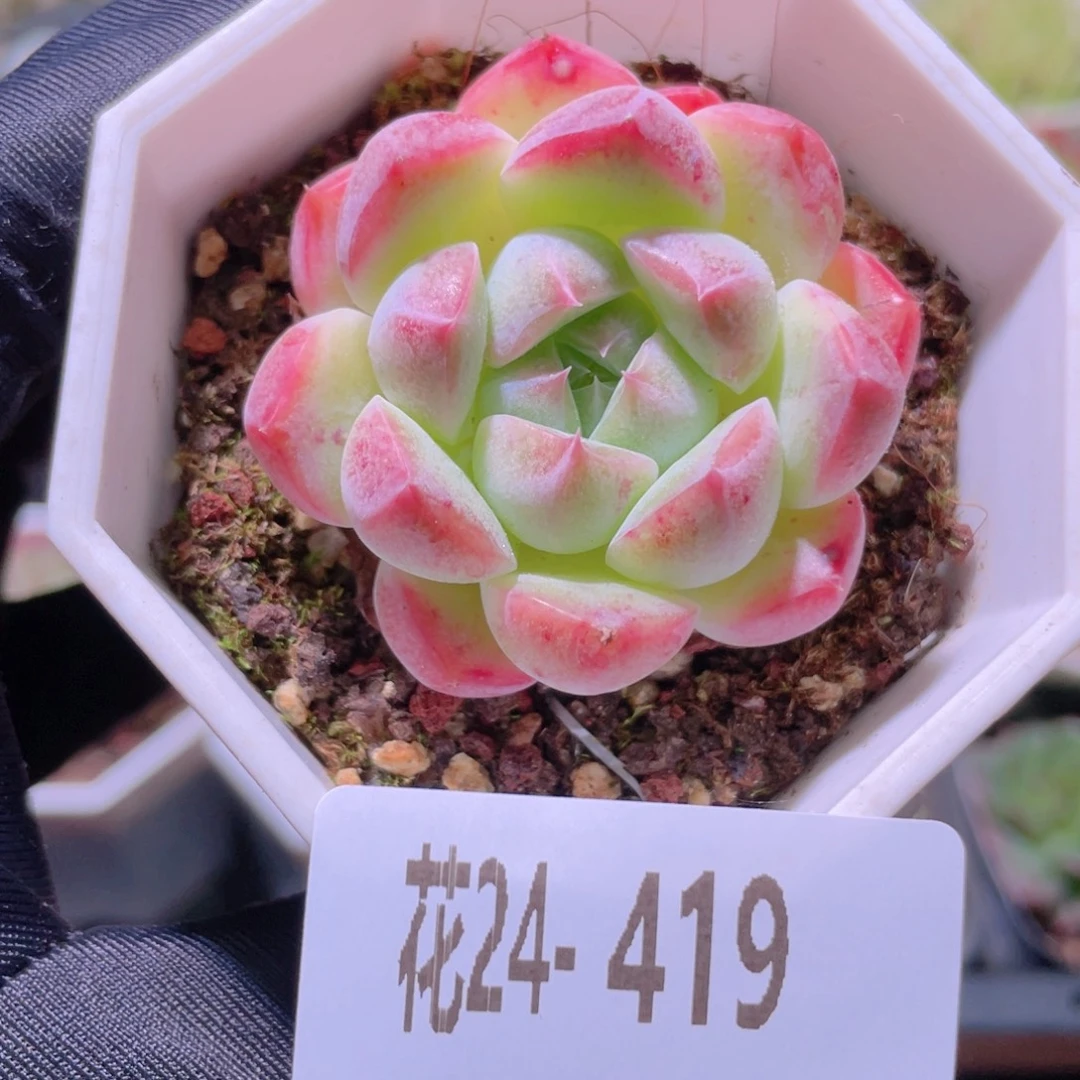 花利美24-419精选糖心