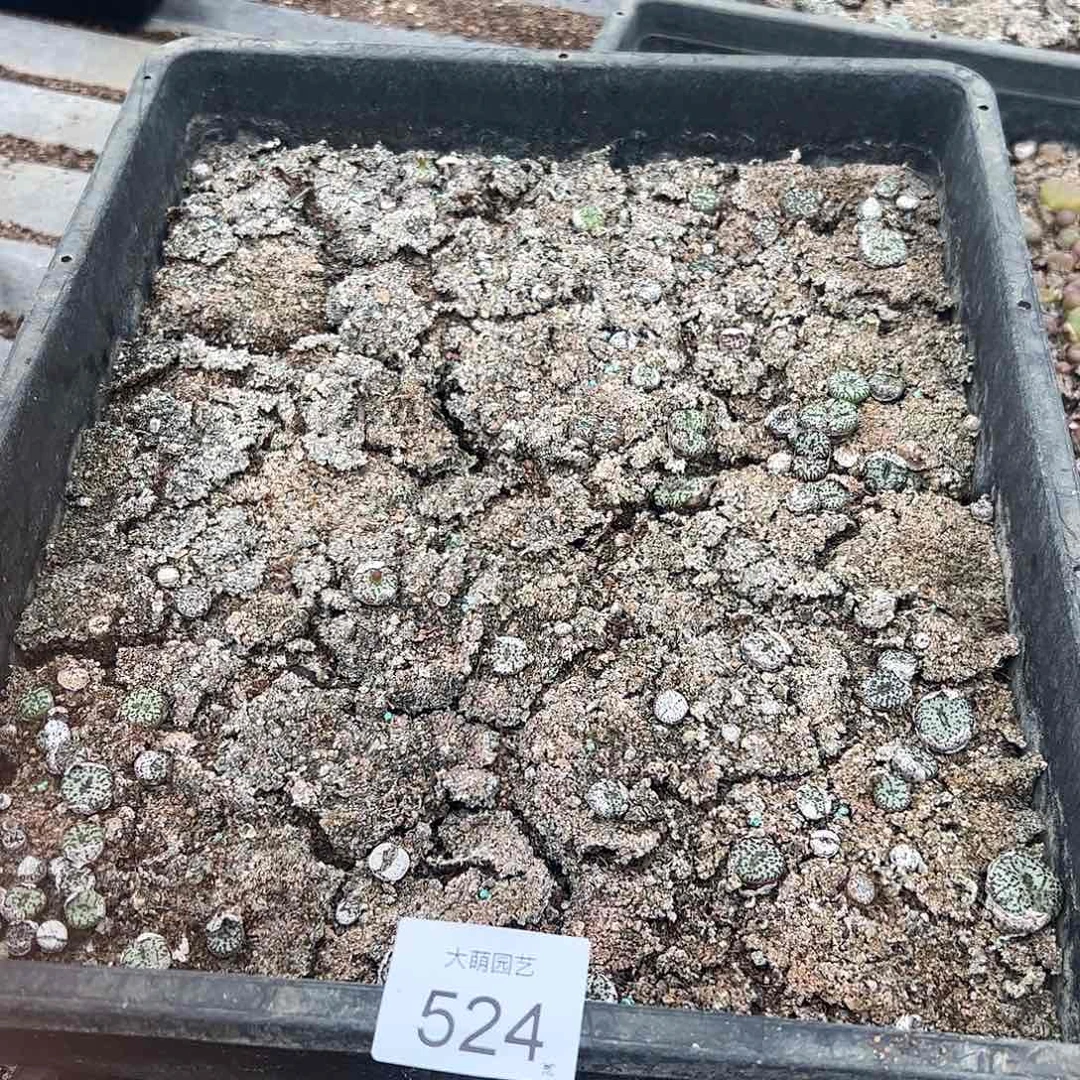 清框脱土发无售后默认有疤，524