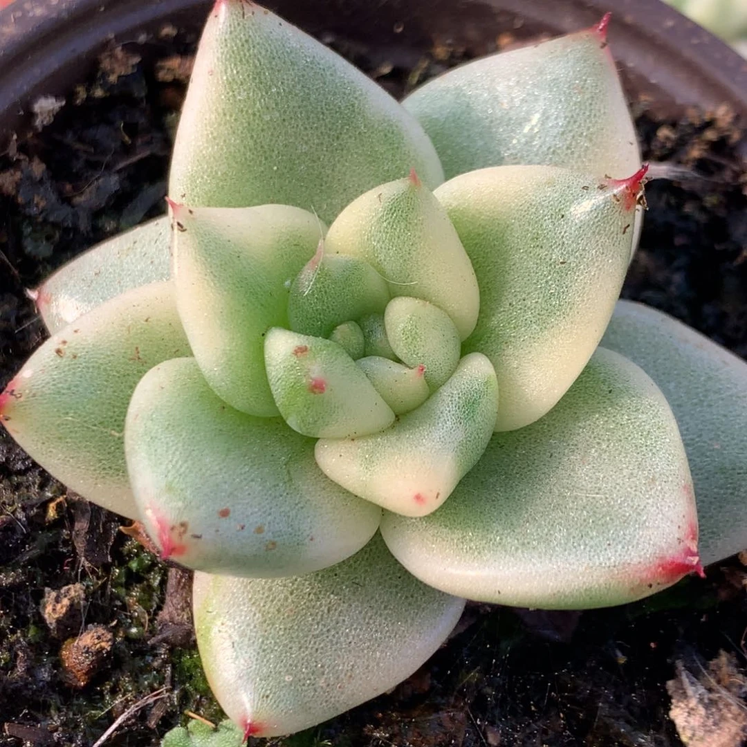 东云杂j j j j j j j j