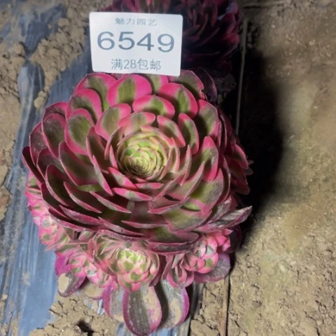 荔枝多肉多肉肉6549