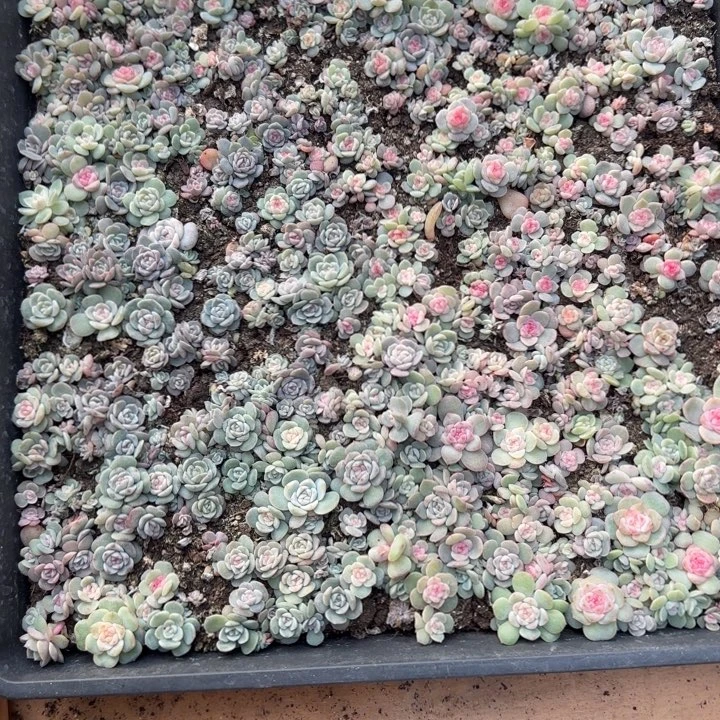 提***肉31绝绝子多肉一框