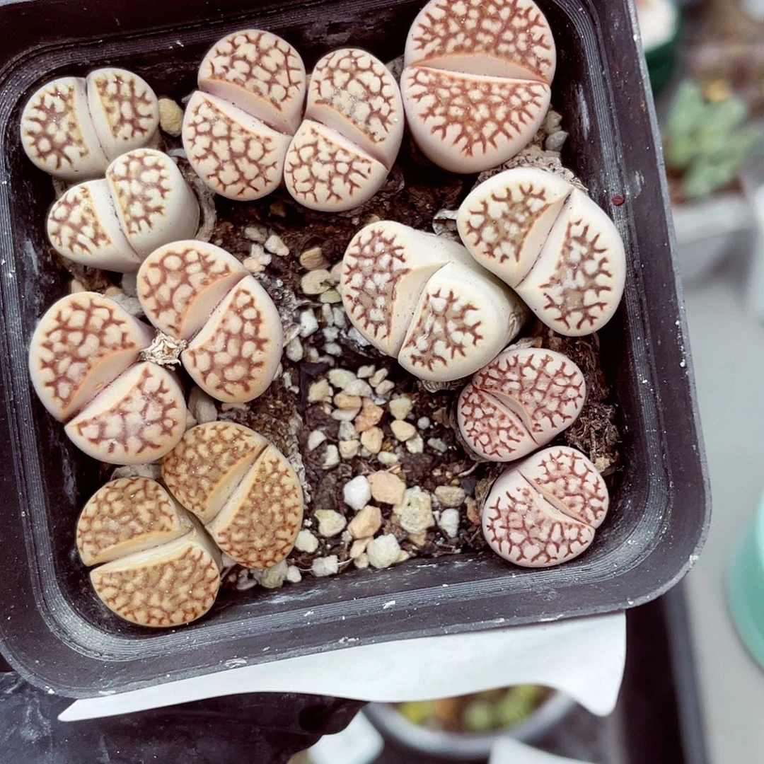 生石花满18包邮0926-256