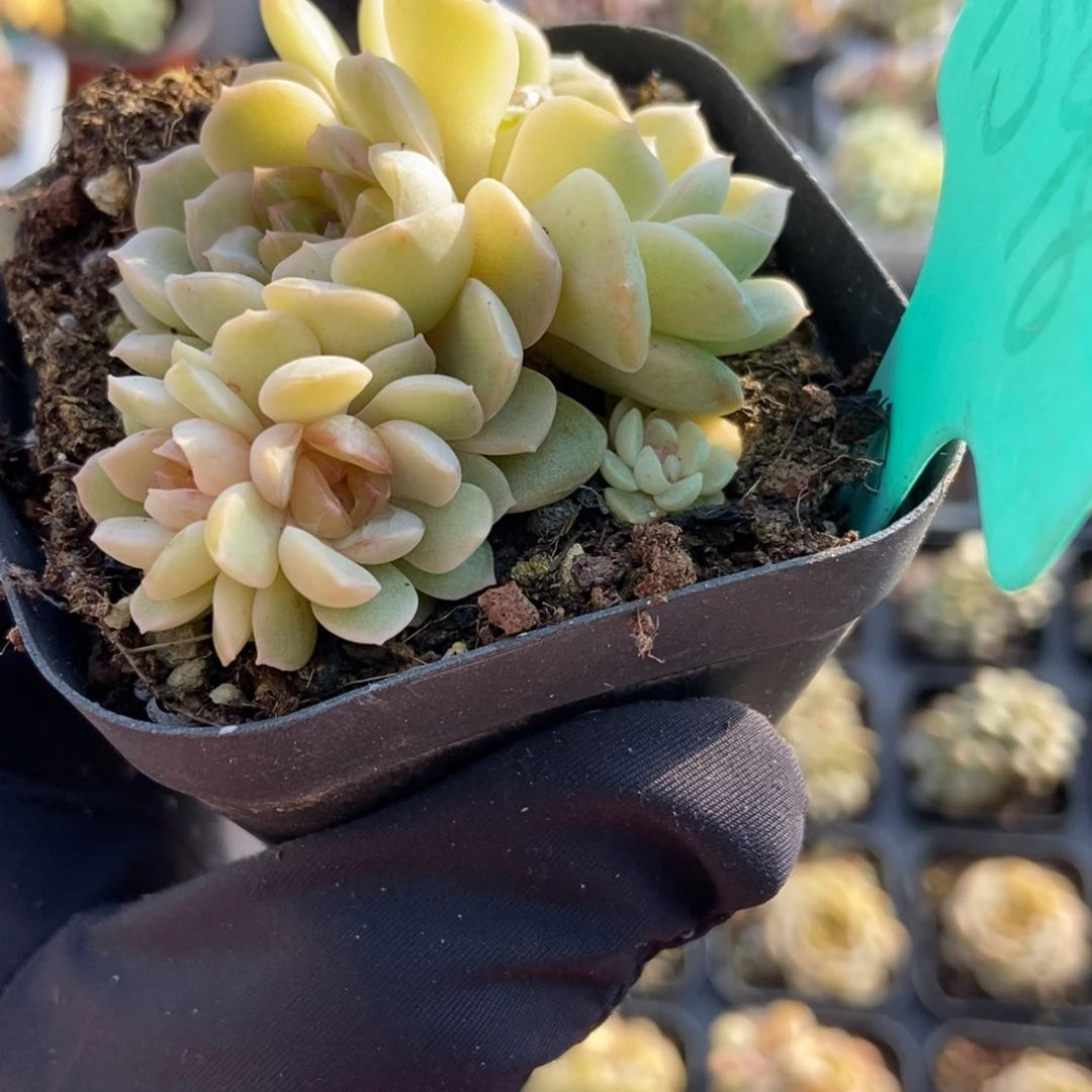 1598容晶多肉植物保护