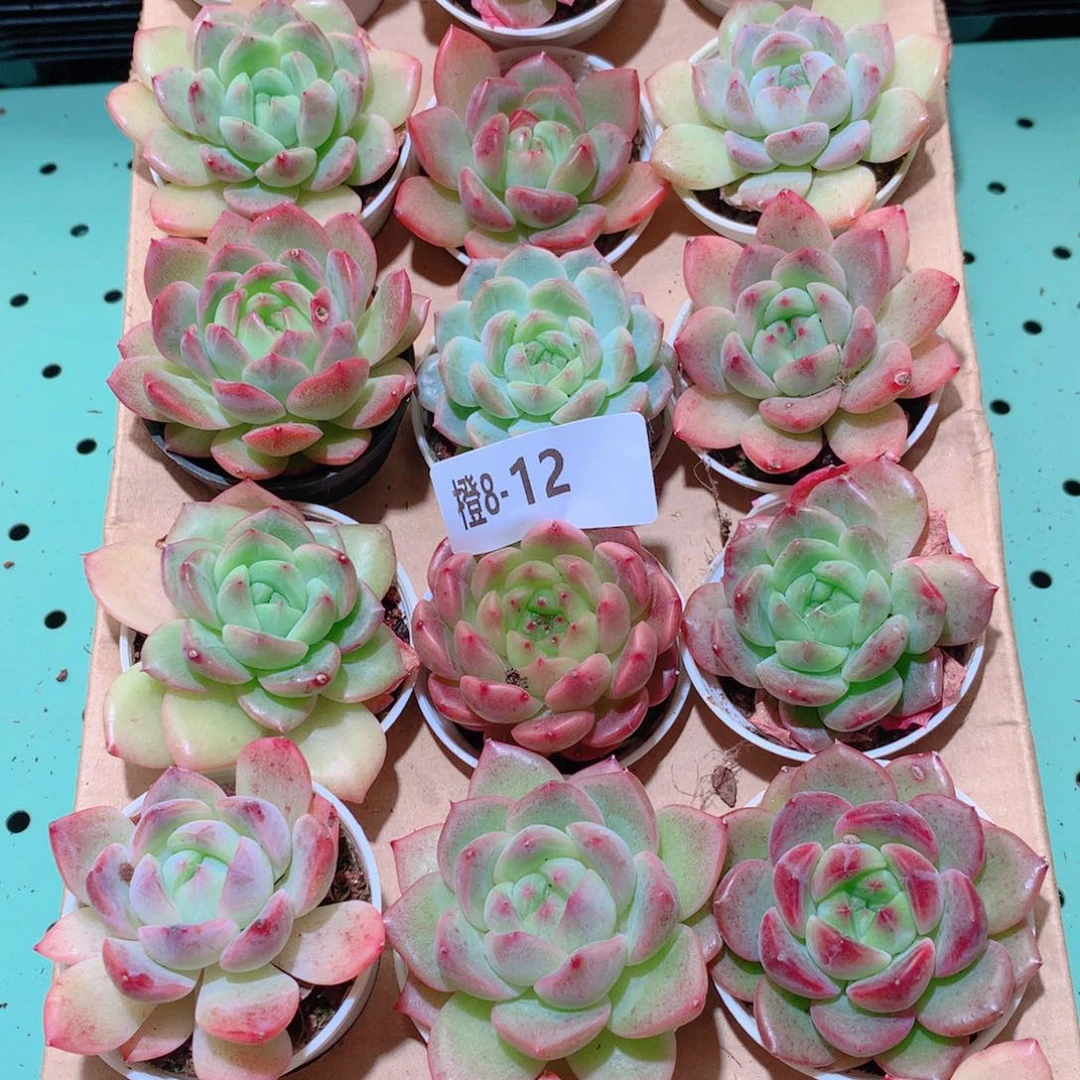 8-12一物一拍多肉带盆18颗