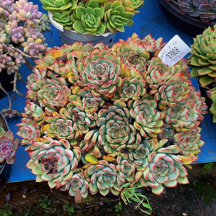 一***伴    荷花多肉27008
