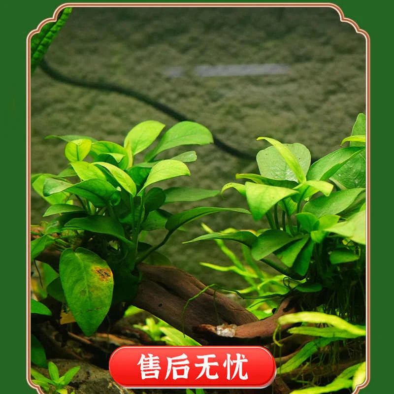 【水草】大叶水榕自带营养杯斗鱼迷缸懒人水草有水即活活体水草易养