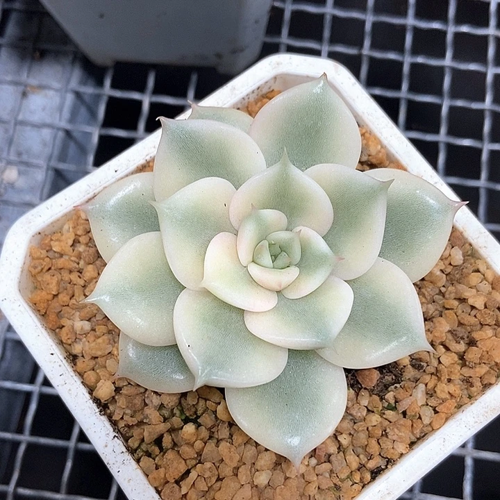 贝加尔湖锦多肉植物