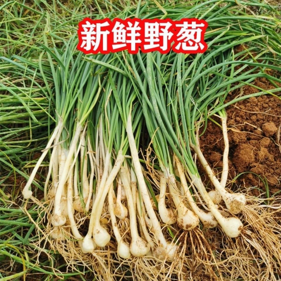 野葱现挖新鲜小根蒜野生胡葱团葱野小蒜薤白现挖时令现挖冰袋保鲜