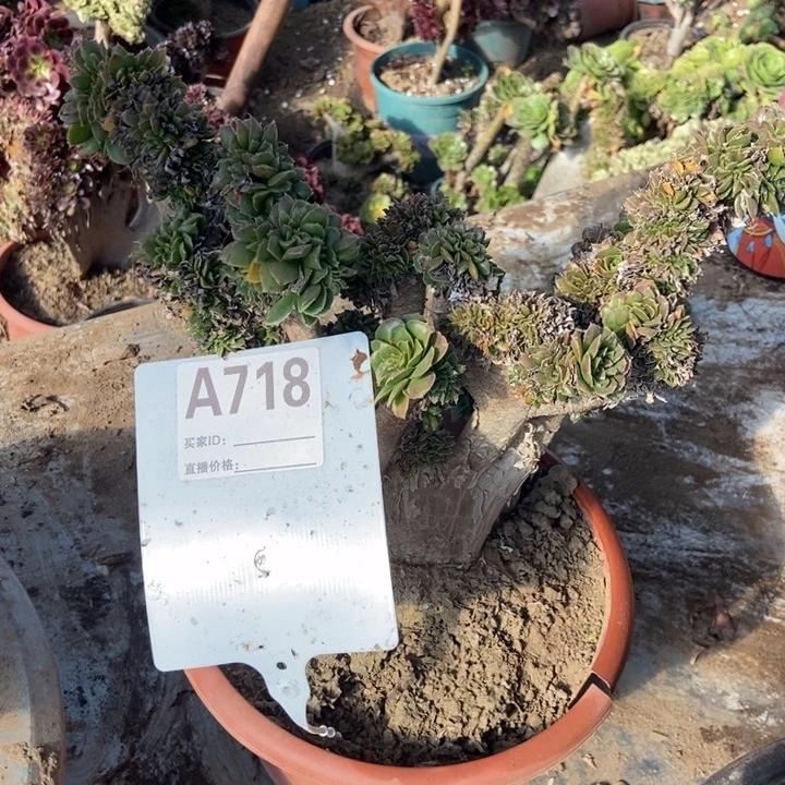 大***健A718原始绿钻是绿色