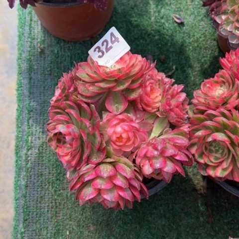 324倾城朵朵多肉，