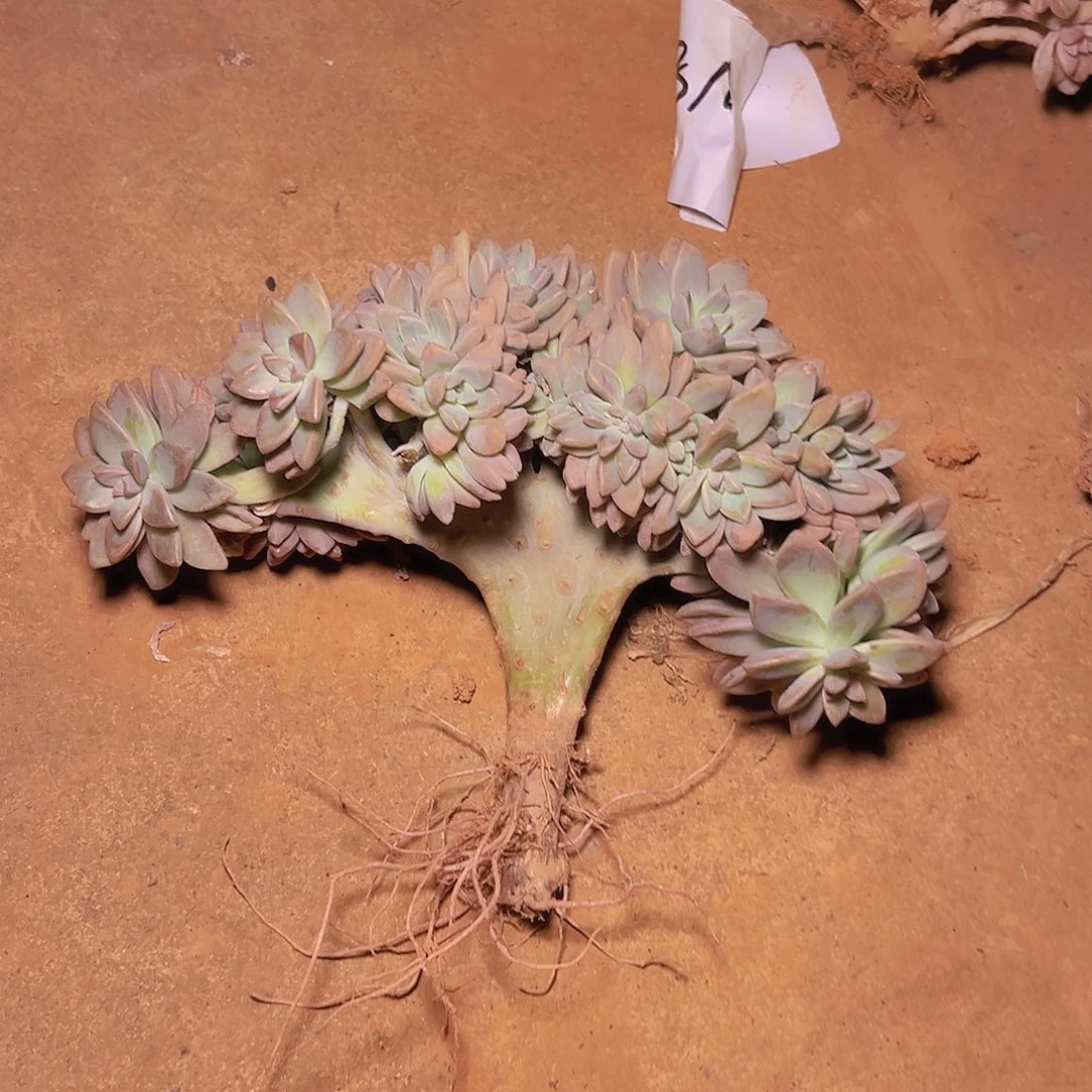 以****.淡雪板子朵朵缀6111