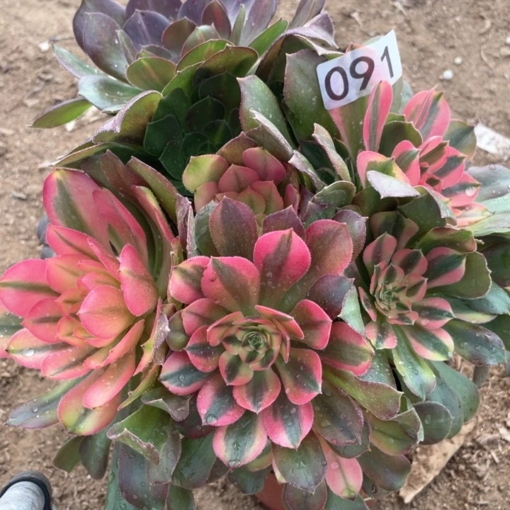 091多肉香妃植物