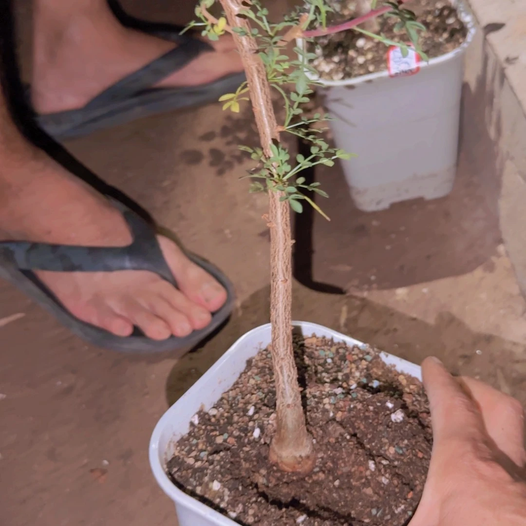 十***术块根植物块根植物
